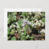 オオカ ポストカード (正面/裏面)