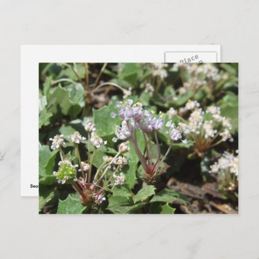 オオカ ポストカード (正面/裏面)