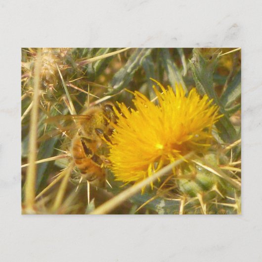 オオキリンソウ（Centaurea solstitialis） ポストカード (正面)