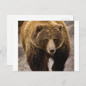 オオクマムシ ポストカード (正面/裏面)