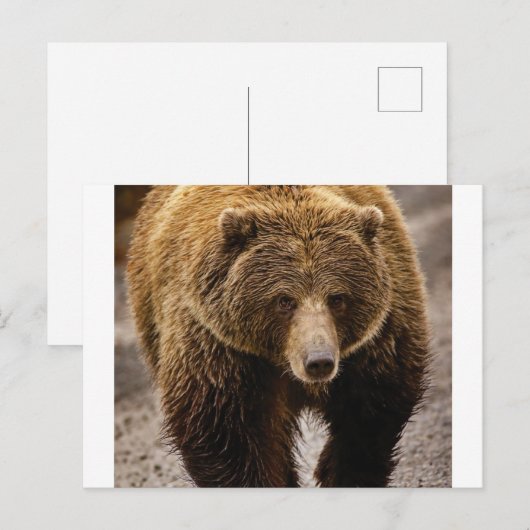 オオクマムシ ポストカード (正面/裏面)