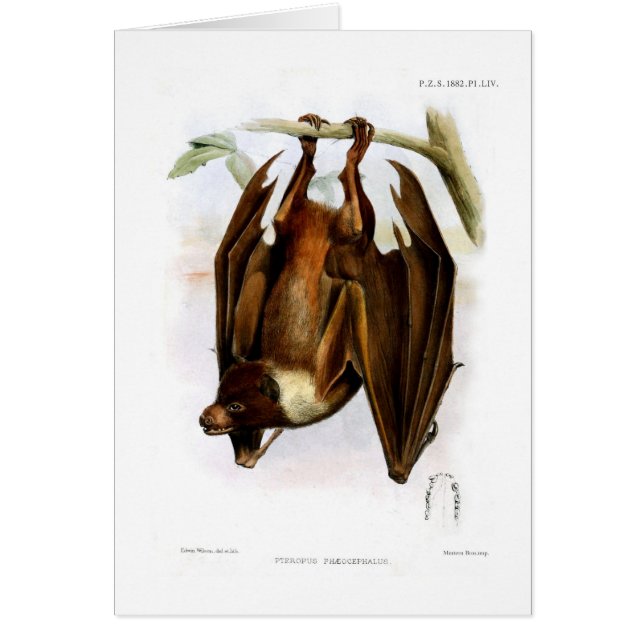 オオコウモリ (正面)