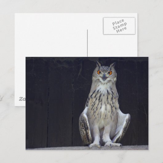 オオコノハズク ポストカード (正面/裏面)