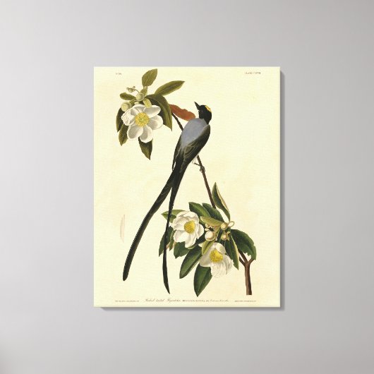 オオサギフライングキャッチャー、オードゥボンのアメリカの鳥 キャンバスプリント (正面)