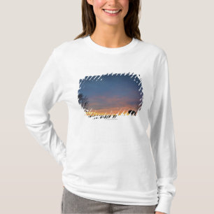 オオシカの島の国立公園の日没のバッファロー Tシャツ