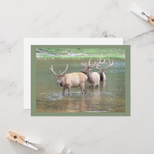 オオシカの狩りカードはのための、ハンターの誕生日よく得ます カード (正面/裏面インサイチュ)