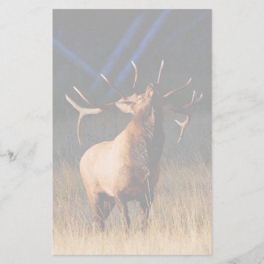 オオシカ 便箋 (正面)