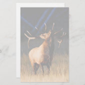 オオシカ 便箋 (正面/裏面)