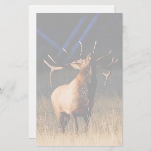 オオシカ 便箋 (正面/裏面)