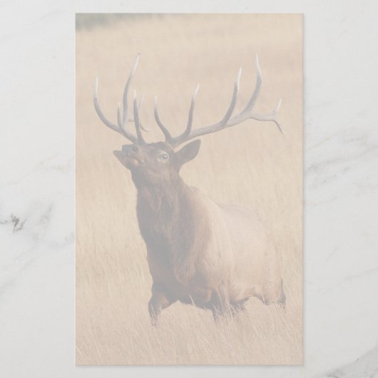 オオシカ 便箋 (正面)