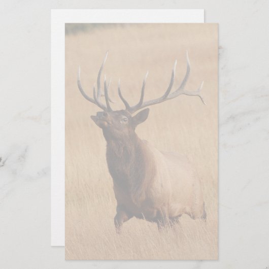 オオシカ 便箋 (正面/裏面)