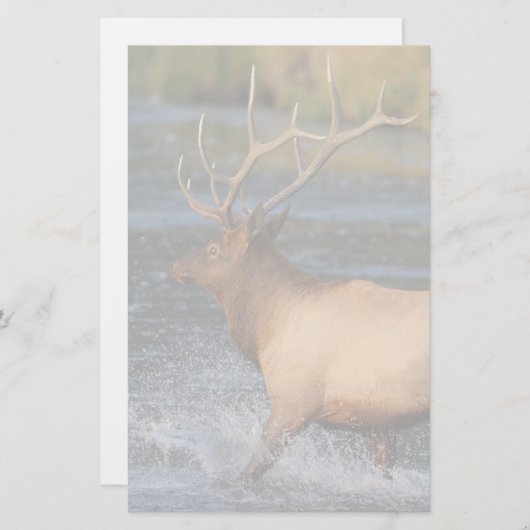 オオシカ 便箋 (正面/裏面)