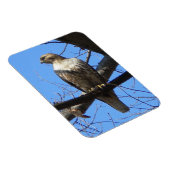 オオシドリ マグネット (右側)