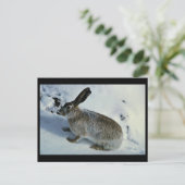オオジャックウサギ ポストカード (スタンド正面)