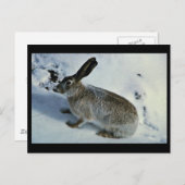 オオジャックウサギ ポストカード (正面/裏面)