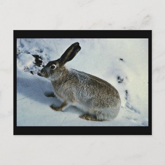 オオジャックウサギ ポストカード (正面)