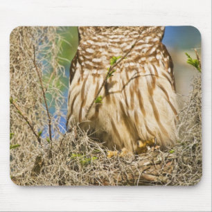 オオスズメフクロウ (Strix varia) がサイプレスに止まる マウスパッド