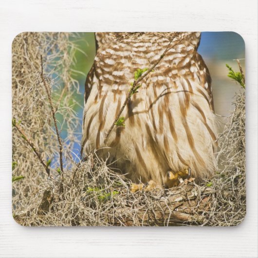 オオスズメフクロウ (Strix varia) がサイプレスに止まる マウスパッド (正面)