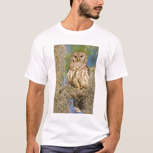 オオスズメフクロウ (Strix varia) がヒノキの木に止まる Tシャツ (正面)