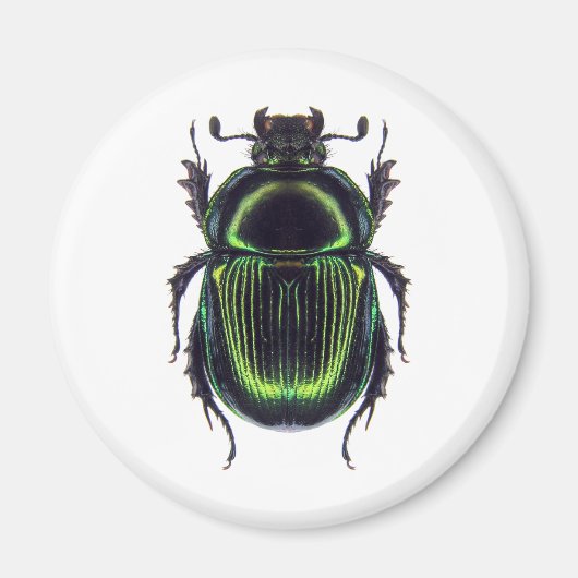 オオセンチコガネ マグネット (正面)