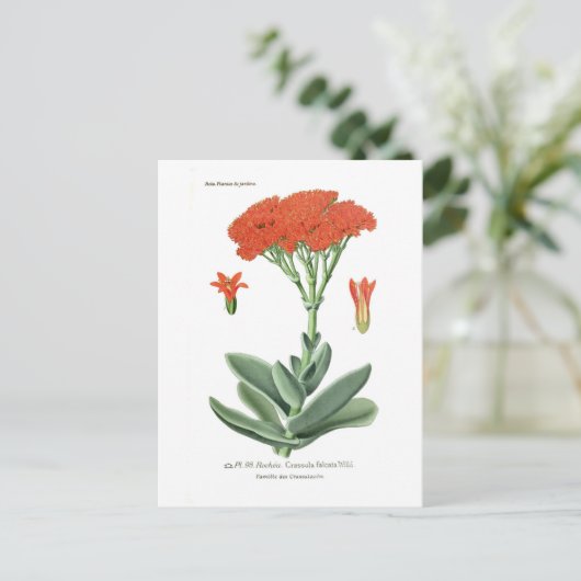 オオタカ ポストカード (スタンド正面)