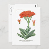 オオタカ ポストカード (正面/裏面)