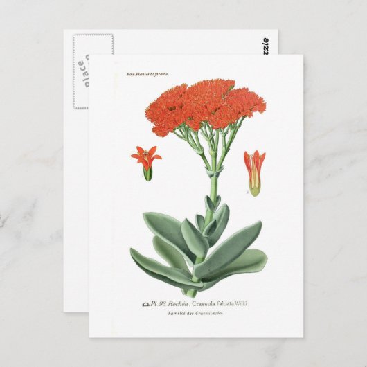 オオタカ ポストカード (正面/裏面)