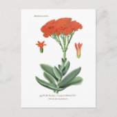 オオタカ ポストカード (正面)