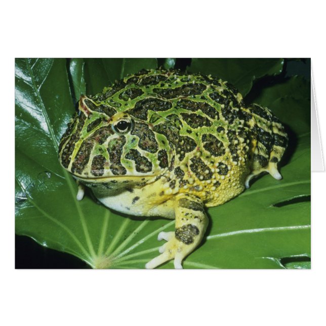 オオツノガエル (Ceratophrys ornata) (正面横)