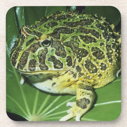 オオツノガエル (Ceratophrys ornata) コースター (正面)