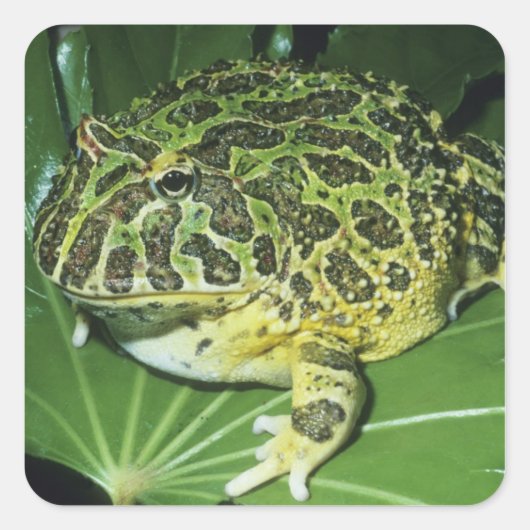 オオツノガエル (Ceratophrys ornata) スクエアシール (正面)