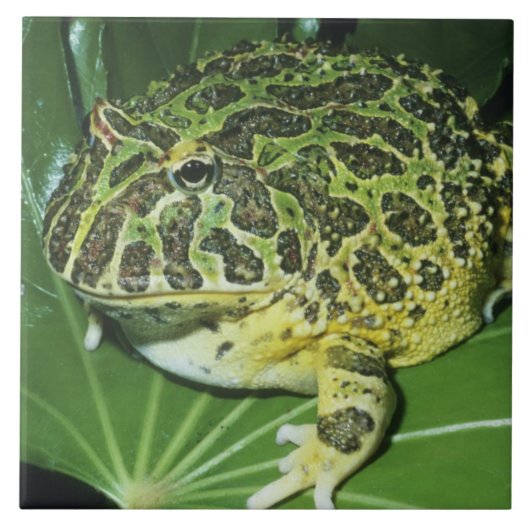 オオツノガエル (Ceratophrys ornata) タイル (正面)