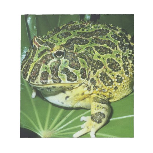 オオツノガエル (Ceratophrys ornata) ノートパッド (正面)
