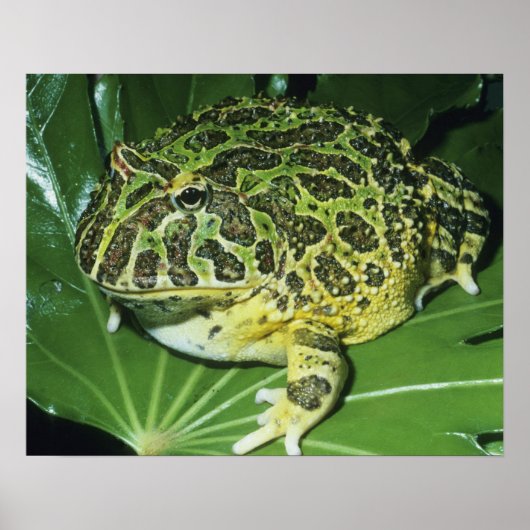オオツノガエル (Ceratophrys ornata) ポスター (正面)