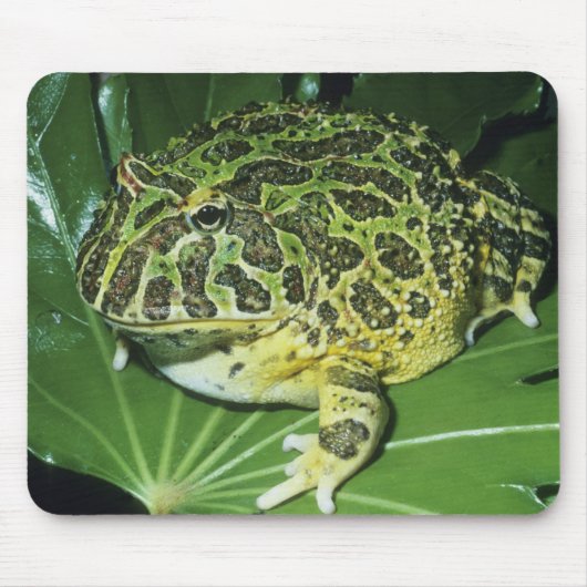 オオツノガエル (Ceratophrys ornata) マウスパッド (正面)