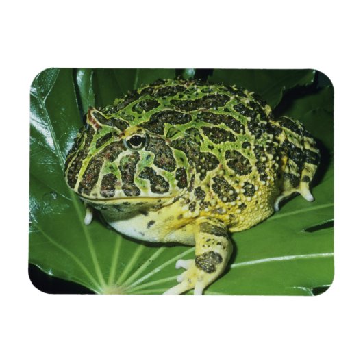 オオツノガエル (Ceratophrys ornata) マグネット (横)