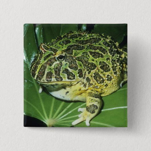 オオツノガエル (Ceratophrys ornata) 缶バッジ (正面)