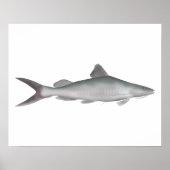 オオナマズ ポスター (正面)