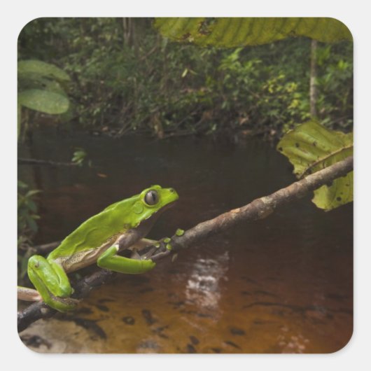 オオハガエルPhyllomedusa 2色) 2 スクエアシール (正面)