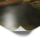 オオハガエルPhyllomedusa 2色) 3 フォトプリント (角)