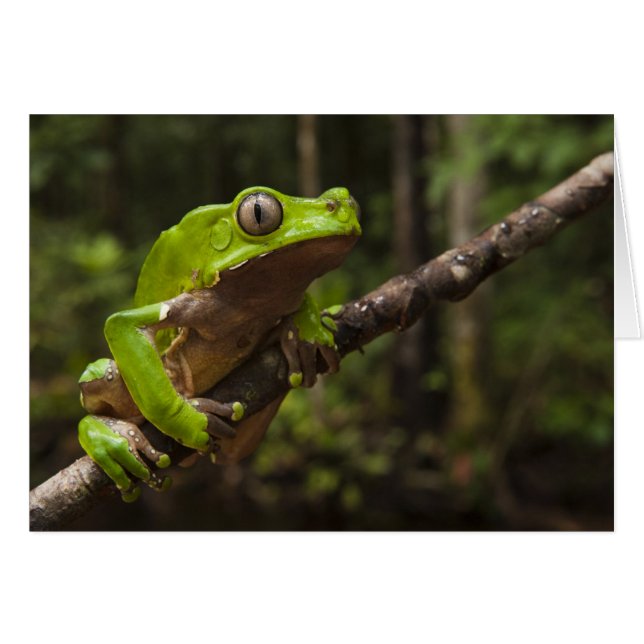 オオハガエルPhyllomedusa bicolor) (正面横)