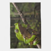 オオハガエルPhyllomedusa bicolor) キッチンタオル (縦)