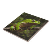 オオハガエルPhyllomedusa bicolor) タイル (側面)