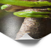 オオハガエルPhyllomedusa bicolor) フォトプリント (角)