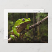 オオハガエルPhyllomedusa bicolor) ポストカード (正面/裏面)