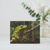 オオハガエルPhyllomedusa bicolor) ポストカード (スタンド正面)