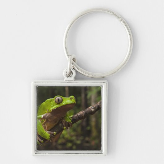オオハキリガエル(Phyllomedusa bicolor) キーホルダー (正面)