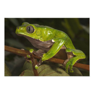オオハキリガエル(Phyllomedusa bicolor) フォトプリント