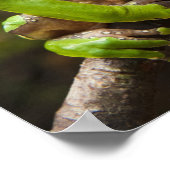 オオハキリガエル(Phyllomedusa bicolor) ポスター (角)
