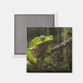 オオハキリガエル(Phyllomedusa bicolor) マグネット (正面/裏面)
